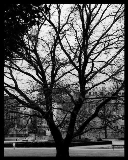 Big old tree during winter in Grassalkovich garden. Photo is black and white.